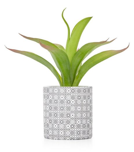 Green Leafy Plant with Tile Print Pot | New Look
